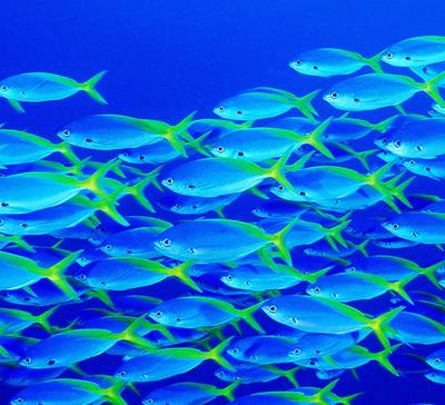 Cultura da empresa: 5 dicas de como crescer sem perdê-la