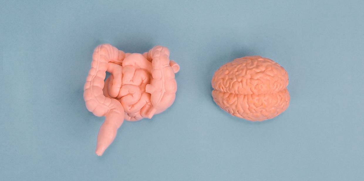 Intestino é um segundo cérebro? Veja o que a Ciência diz