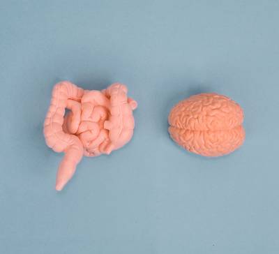 Intestino é um segundo cérebro? Veja o que a Ciência diz