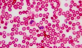Qual a função dos glóbulos vermelhos?