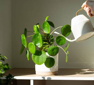 Como a psicologia positiva impacta o desempenho profissional