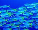 Cultura da empresa: 5 dicas de como crescer sem perdê-la