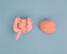 Intestino é um segundo cérebro? Veja o que a Ciência diz