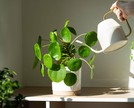 Como a psicologia positiva impacta o desempenho profissional