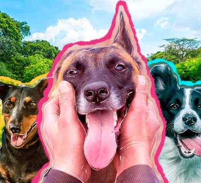 Descubra 6 lugares em São Paulo para passear com o seu pet