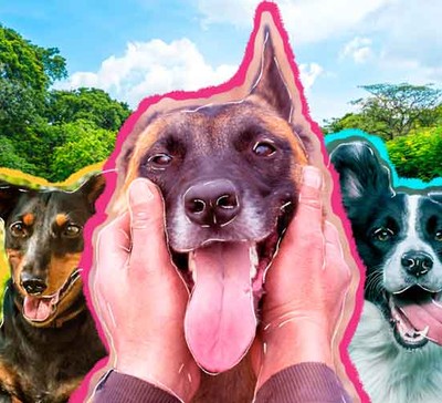 Descubra 6 lugares em São Paulo para passear com o seu pet