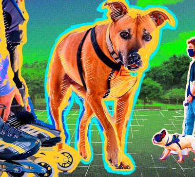 5 dicas de atividades físicas para fazer com seu pet