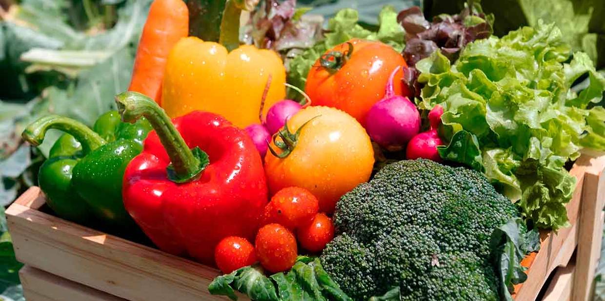 Como a Alice revolucionou a alimentação dos membros?