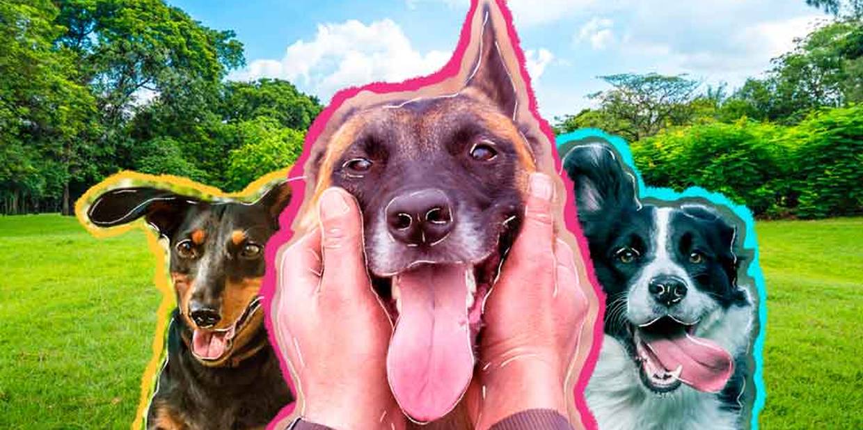 lugares em São Paulo para passear com o seu pet