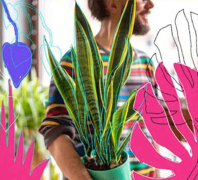 Cuidar de plantas faz bem para saúde. Veja os benefícios