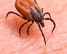 Febre maculosa: o que é, sintomas e como tratar?