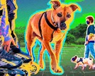 5 dicas de atividades físicas para fazer com seu pet