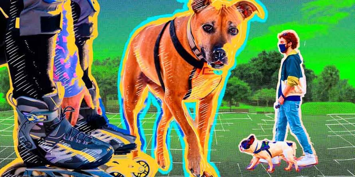 atividades físicas para fazer com seu pet