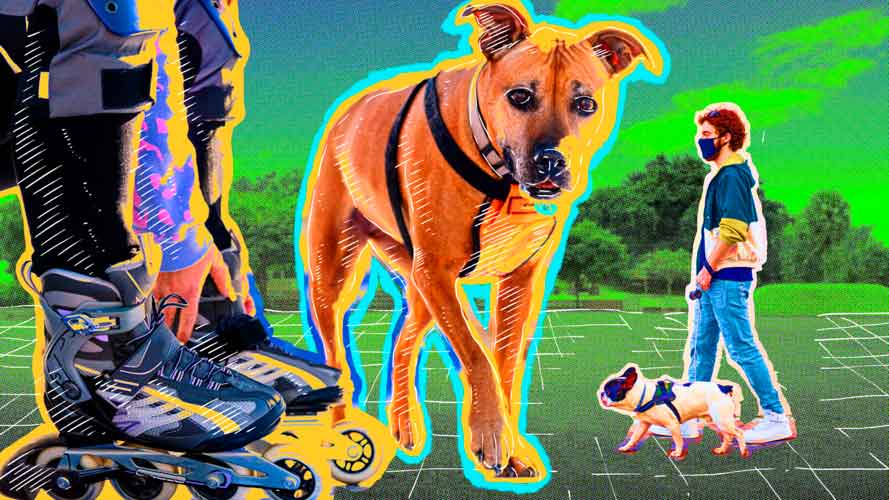 5 dicas de atividades físicas para fazer com seu pet