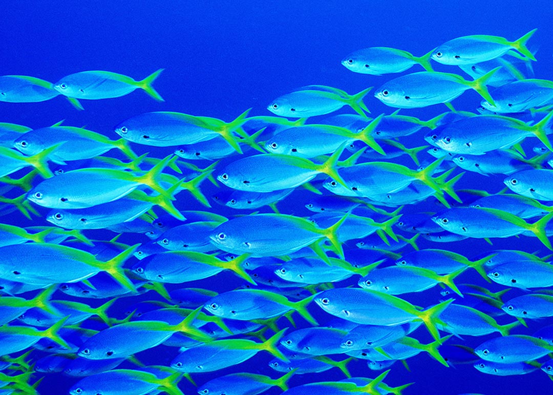 Cultura da empresa: 5 dicas de como crescer sem perdê-la