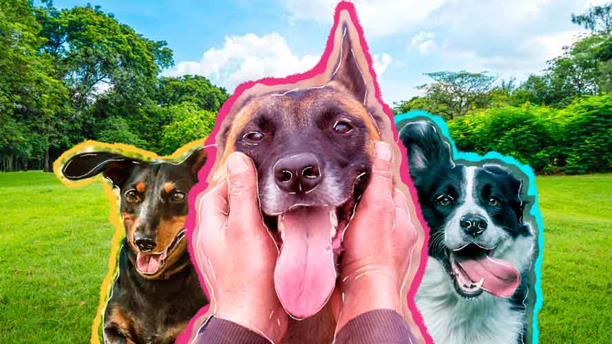 Descubra 6 lugares em São Paulo para passear com o seu pet