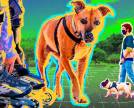5 dicas de atividades físicas para fazer com seu pet