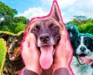 Descubra 6 lugares em São Paulo para passear com o seu pet